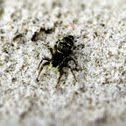 Jumping Spider