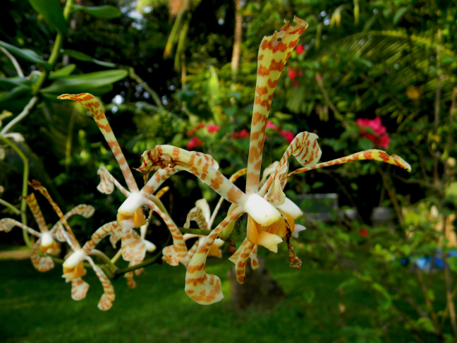 spider orchid, scorpion orchid