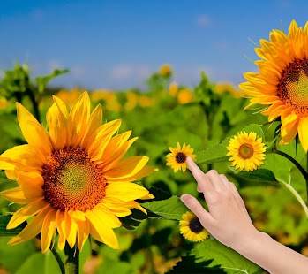 download Sunflower Falling Wallpaper free