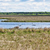 Trumpeter Swan