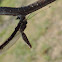 Four Spotted Owlfly