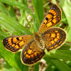 Common Copper (female)