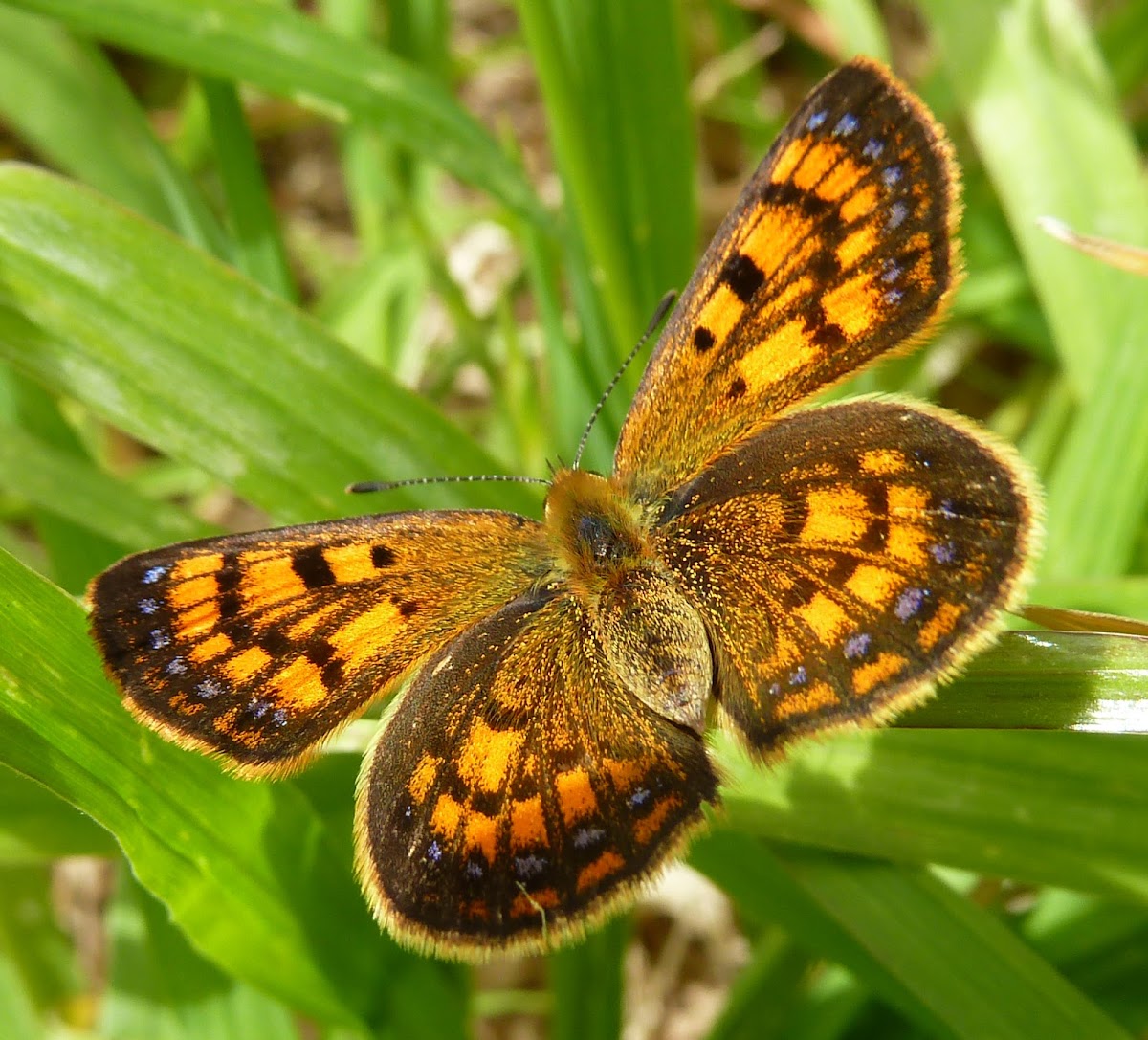 Common Copper (female)