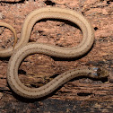 DeKay's Brown Snake