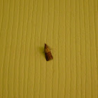 Pantry Moth