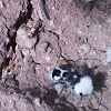 Hormiga Panda, Velvet Ant