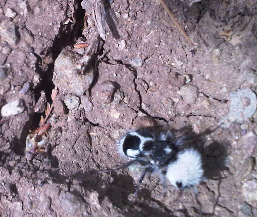 Hormiga Panda, Velvet Ant