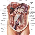 human body structure diagram logo