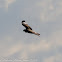 Marsh Harrier; Aguilucho lagunero