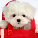 6500 Dog’s name logo