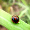 Variable Ladybug and Egg