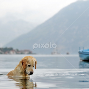 by Aleksandar Kordic - Animals - Dogs Portraits