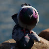 Rock Pigeon mating
