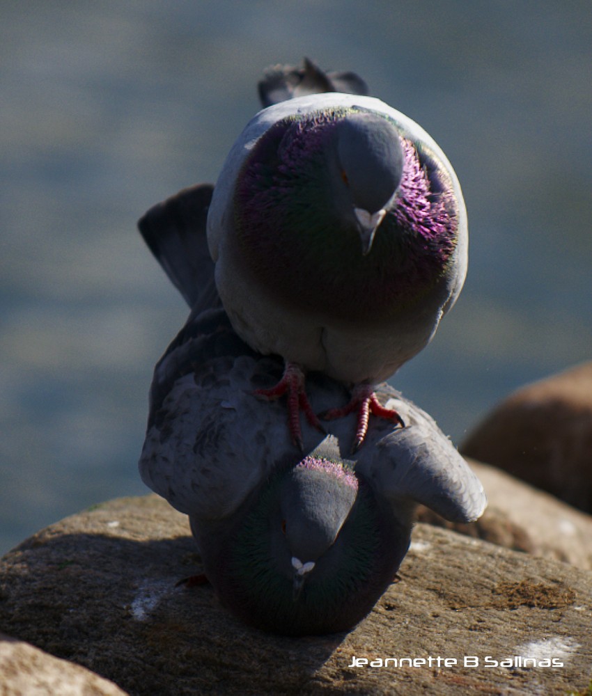 Rock Pigeon mating