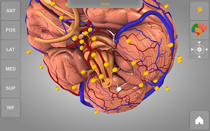 Brain 3D Anatomy Lite poster 9