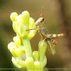 Shorthorned Grasshopper 