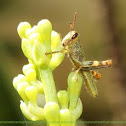Shorthorned Grasshopper 