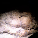 Brachiopod Fossils