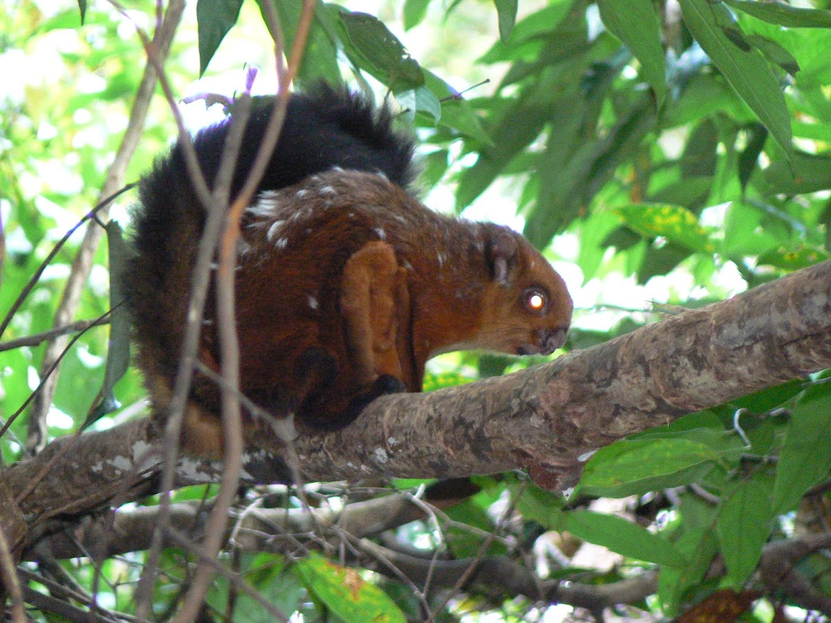 spotted giant flying tree squirrel