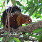 spotted giant flying tree squirrel