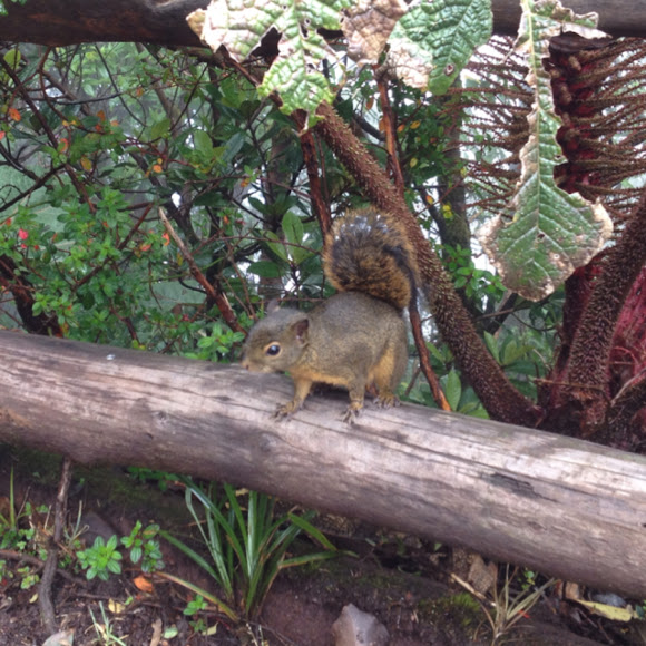 Poas Squirrel Project Noah