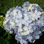 Hydrangea