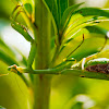 Carolina Mantis, female