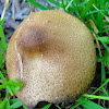 Unknown Mushroom