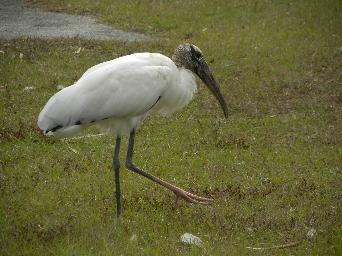 Wood Stork