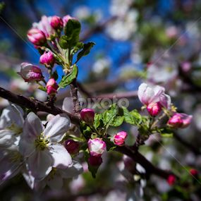 Boulder blossoms by Steve Outing - Flowers Tree Blossoms