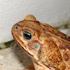 Cane Toad (female)