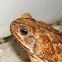 Cane Toad (female)