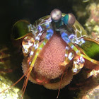 Peacock Mantis Shrimp carrying Eggs