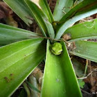 Eastern Dwarf Sedge Frog