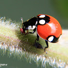 Ladybeetle with aphid