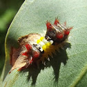 Mottled cupmoth larva