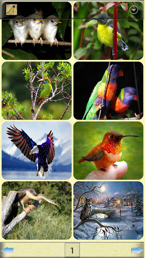 鳥類圖片