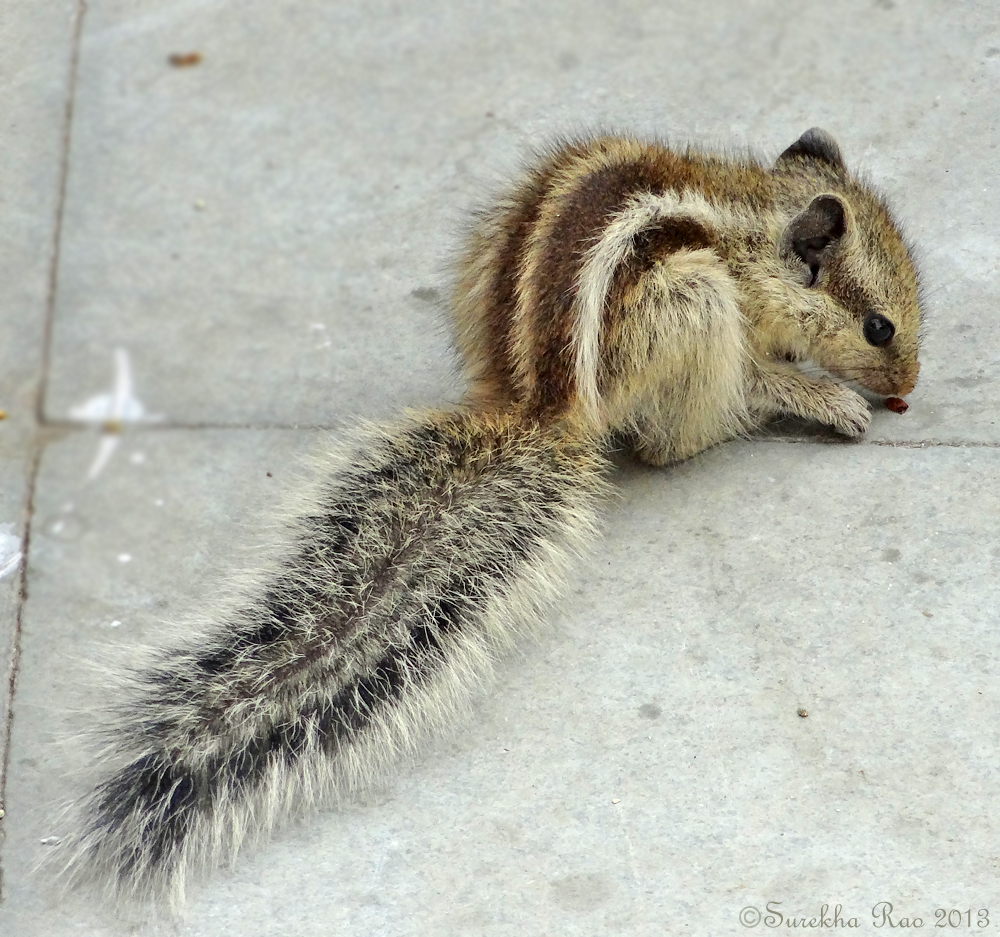 Juvenile Northern Palm Squirrel