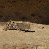 Pallid-winged Grasshopper