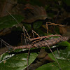 Spiny Stick Insect, Phasmids - Pair
