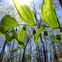 Solomon's seal