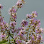Crape myrtle flowers 紫薇花