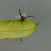 An Unknown Caterpillar (एक अज्ञात भँगरा)