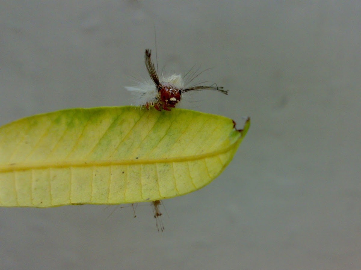 An Unknown Caterpillar (एक अज्ञात भँगरा)