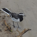 White-browed Wagtail