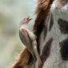 oxpecker