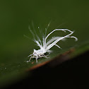 Flatid Planthopper Nymph