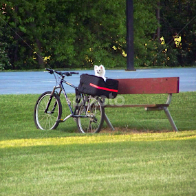 by Beverly Combs - Animals - Dogs Portraits