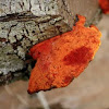 Orange Bracket Fungus