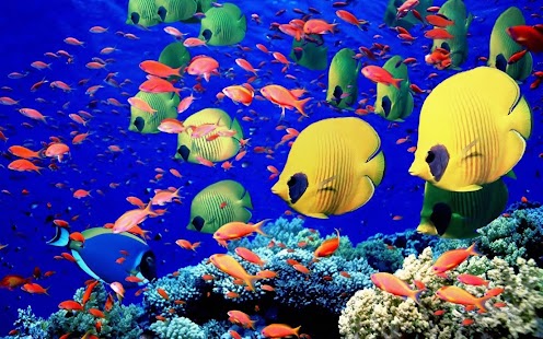 Fish Wallpaper Screenshots 5